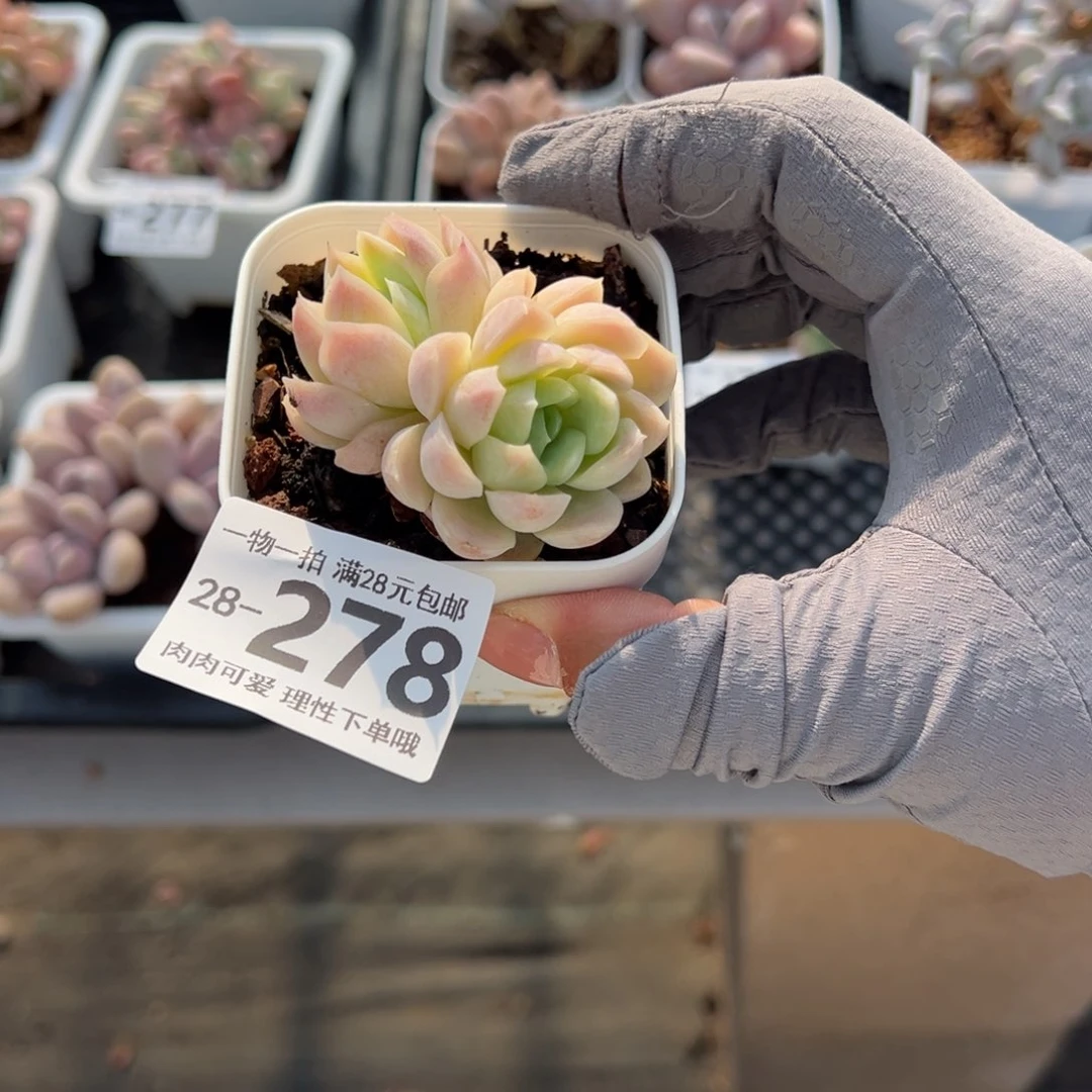 奶油美人多肉多肉多肉