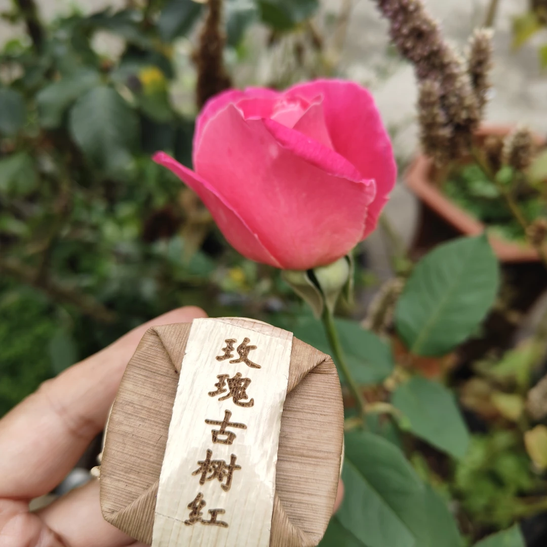 云南玫瑰红茶小饼茶