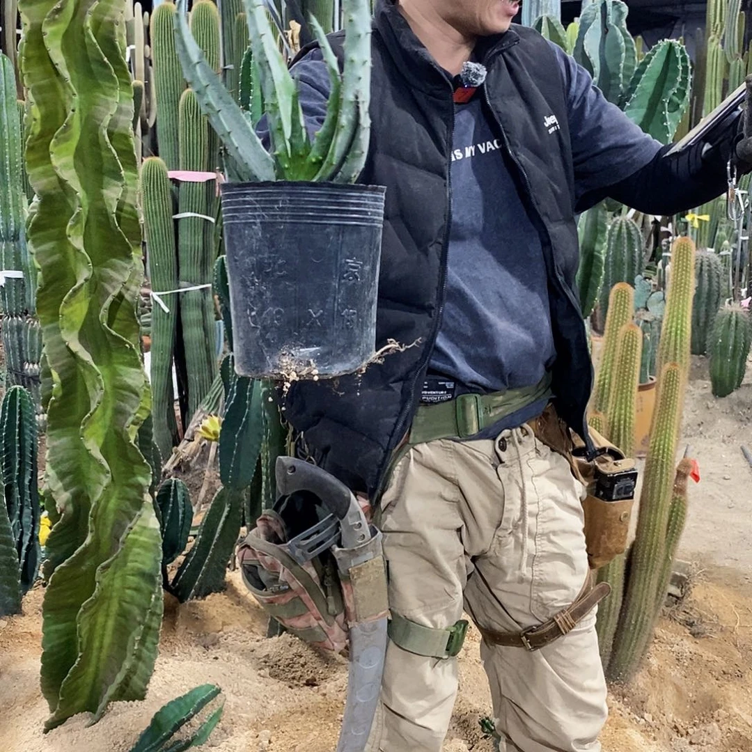 红花树芦荟冠幅10公分