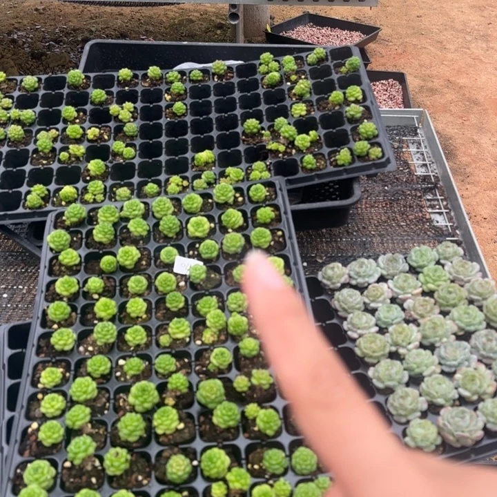 04麦秆 满9.9包邮