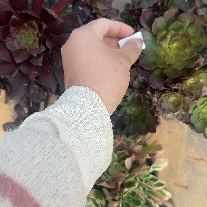 用****8多肉法师植物链接2