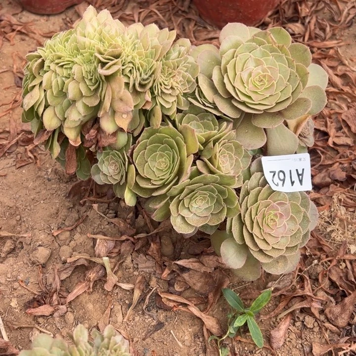 万缀多肉植物162.