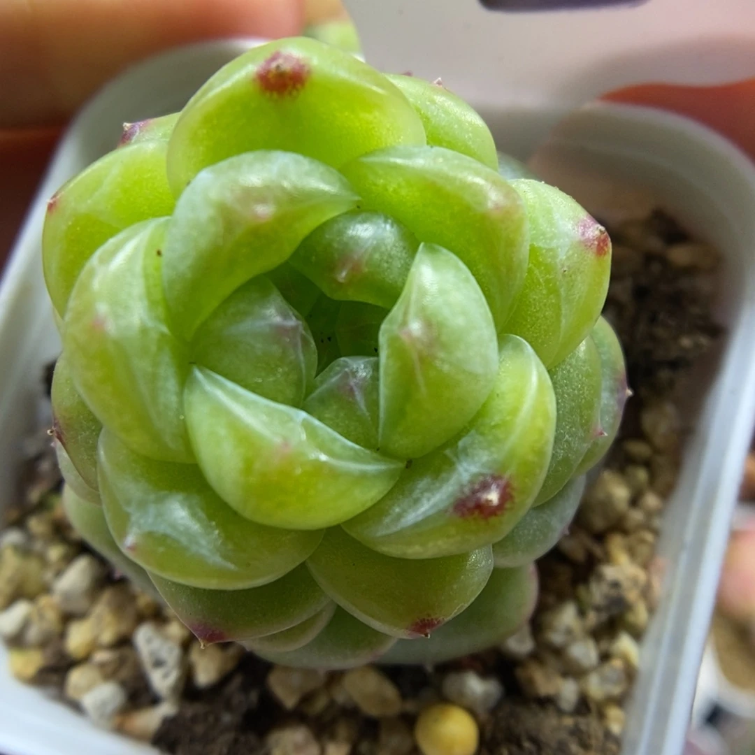 玲珑珍妮可拍553号。