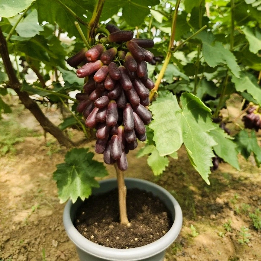 高产葡萄苗优选有机品种适合全国栽培盆栽地栽南方北方都可栽种