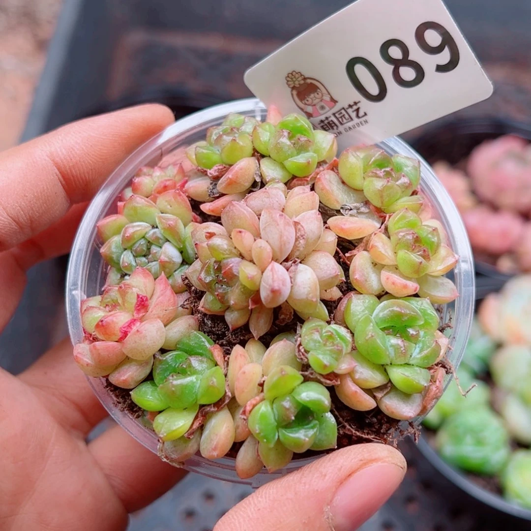 多肉植物多肉植物