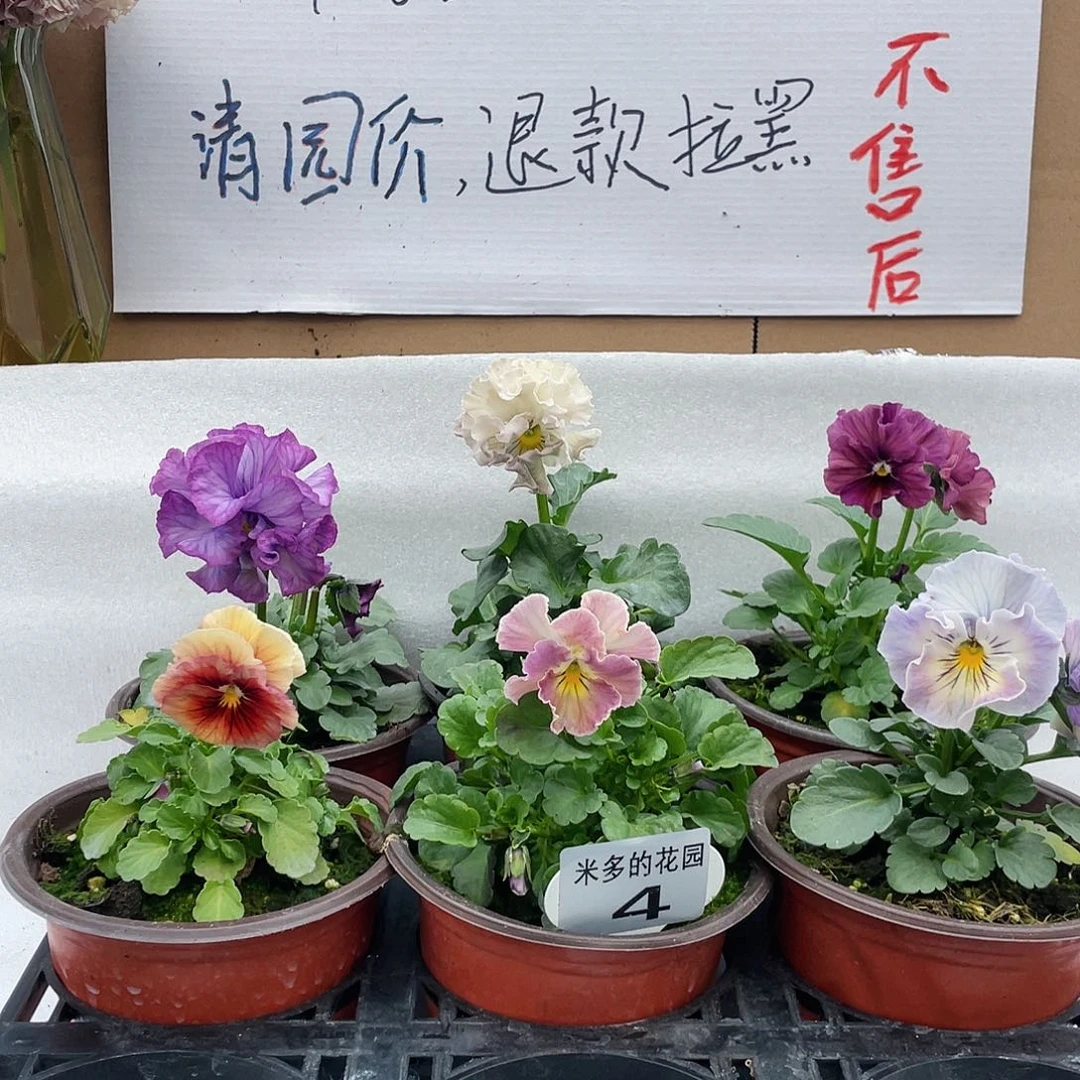 大部分花苞少量开放4