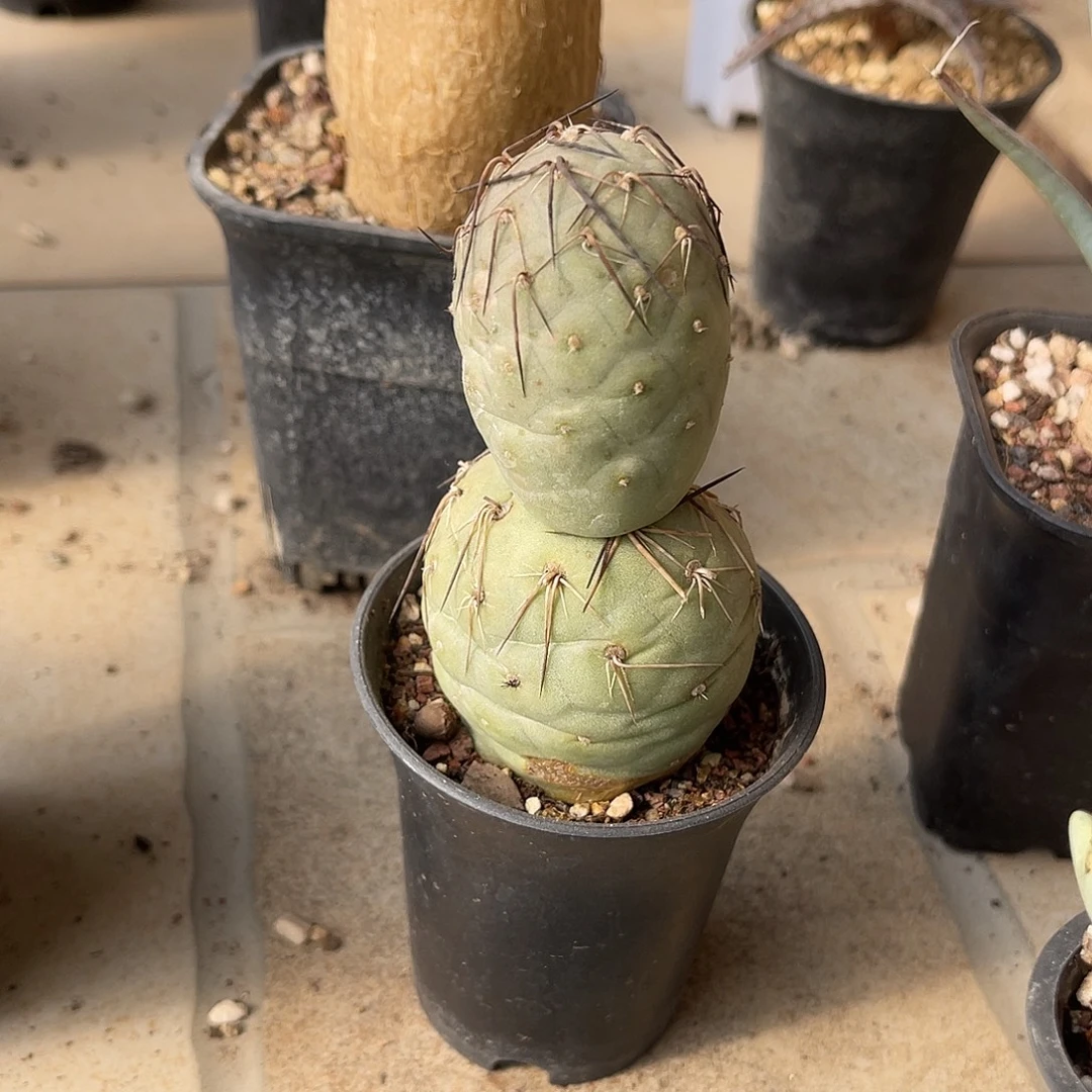 豪刺雪人习志野仙人球