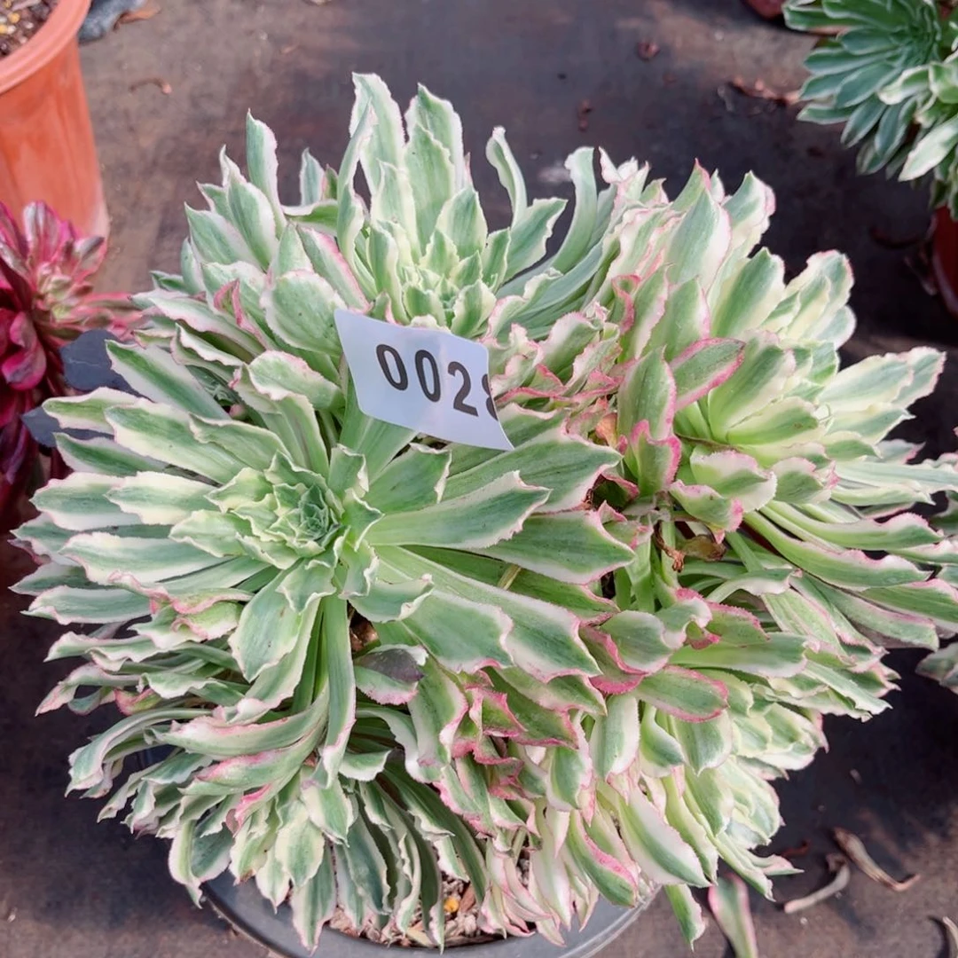 云翠多肉发货发货