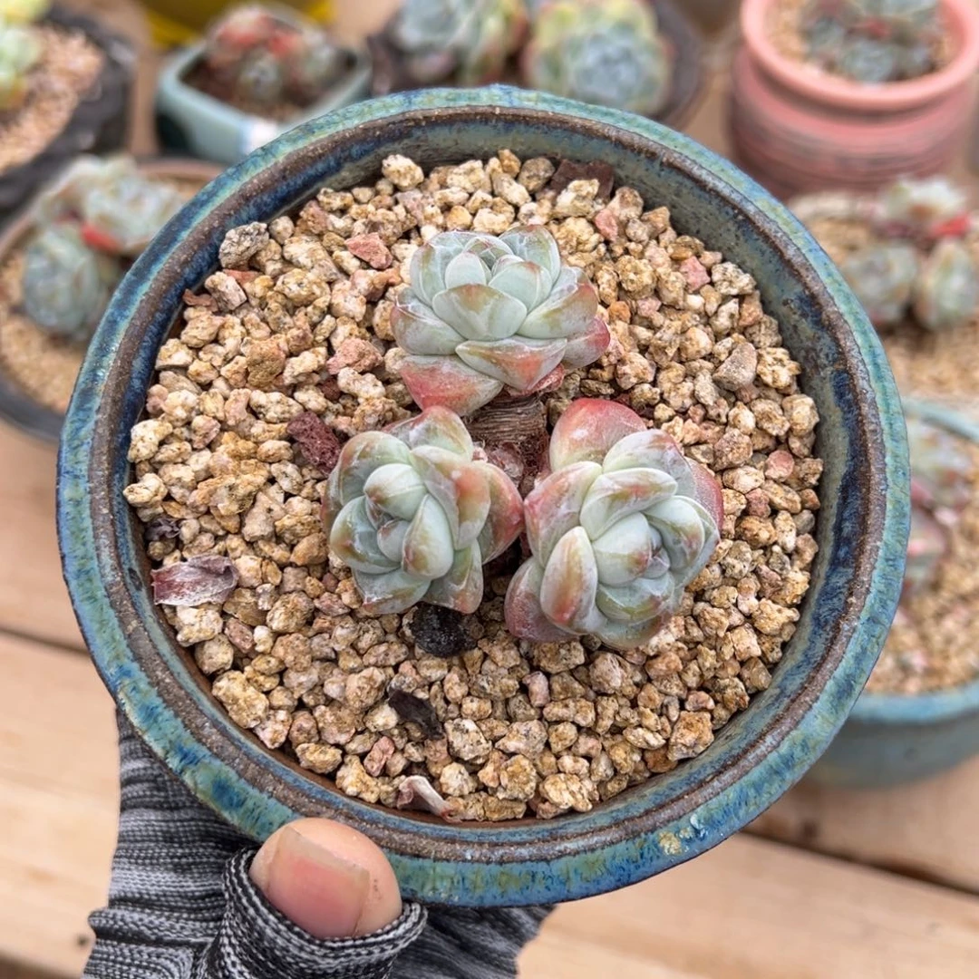 三头粗腿冰玉小包脸