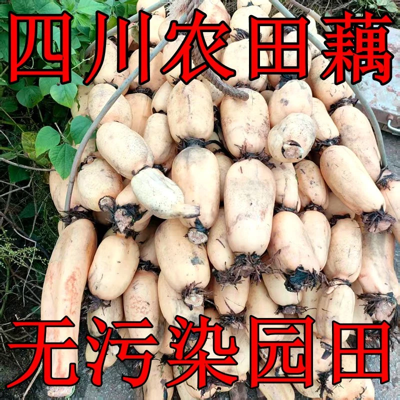 正宗四川稻田粉藕煲汤莲藕排骨汤糯米藕当季食用九孔莲藕新鲜水果