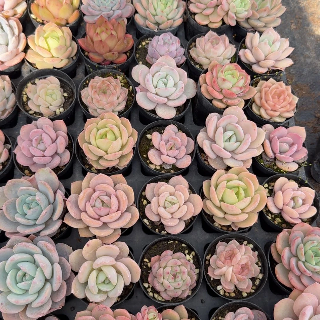 会***?多肉杂交一物一拍11-158