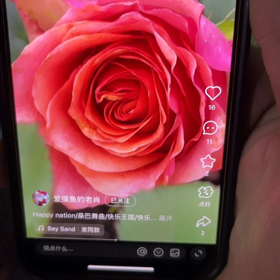 无花朵——-快乐王国