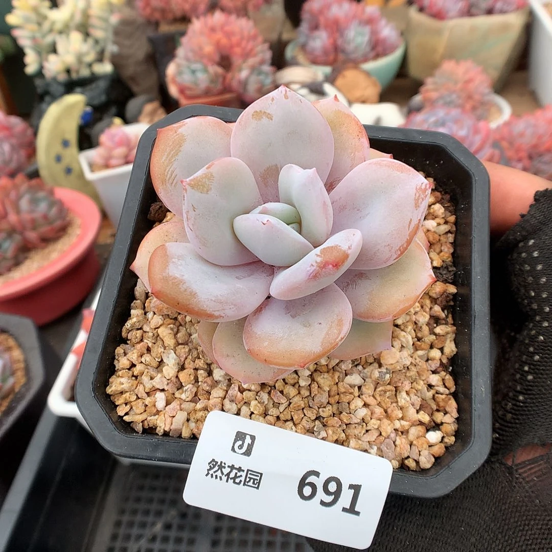 691奶茶多肉植物6666