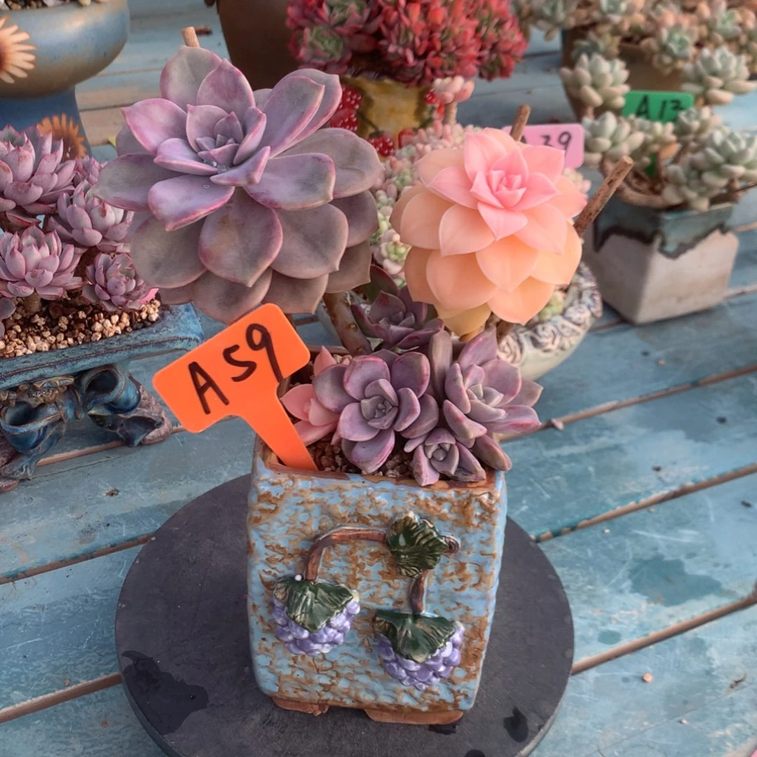 只**见紫乐锦带盆多肉