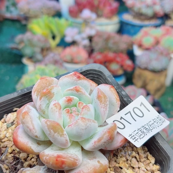 英***子幸运的是我还没遇到过