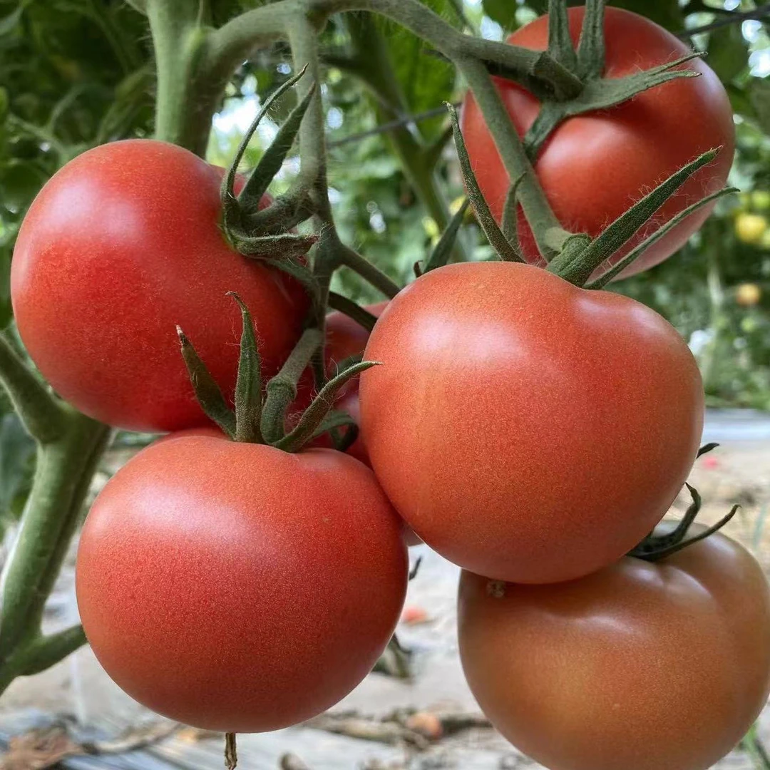 【禾田农业】农家新鲜西红柿自然成熟沙瓤多汁可生吃炒菜现摘现发