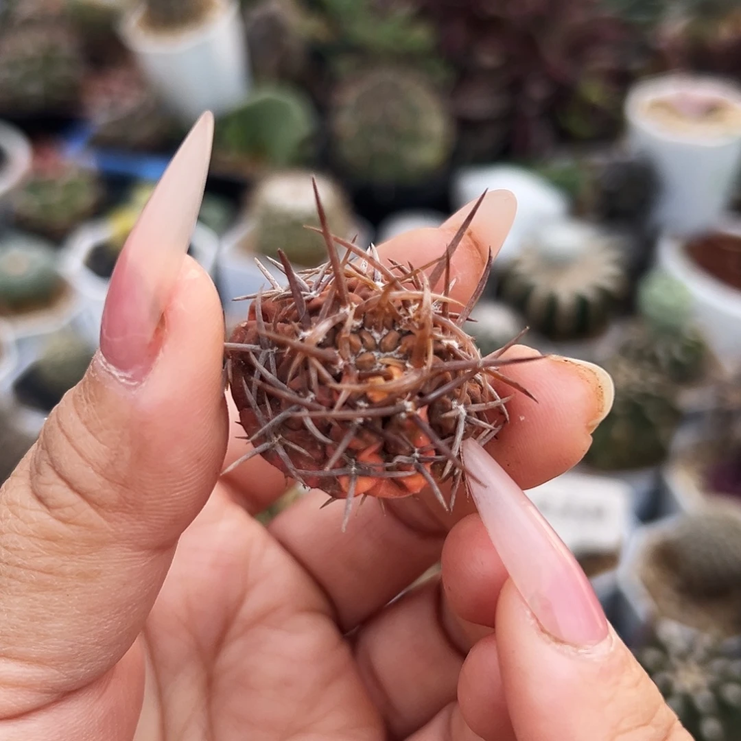 守殿玉锦仙人球66666666