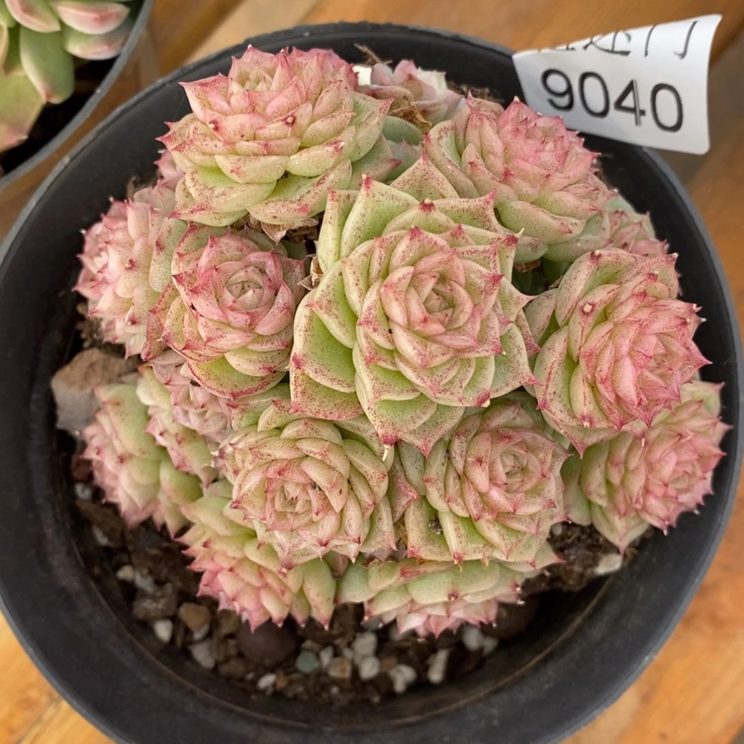 不包~带土球发货~9040~10厘米