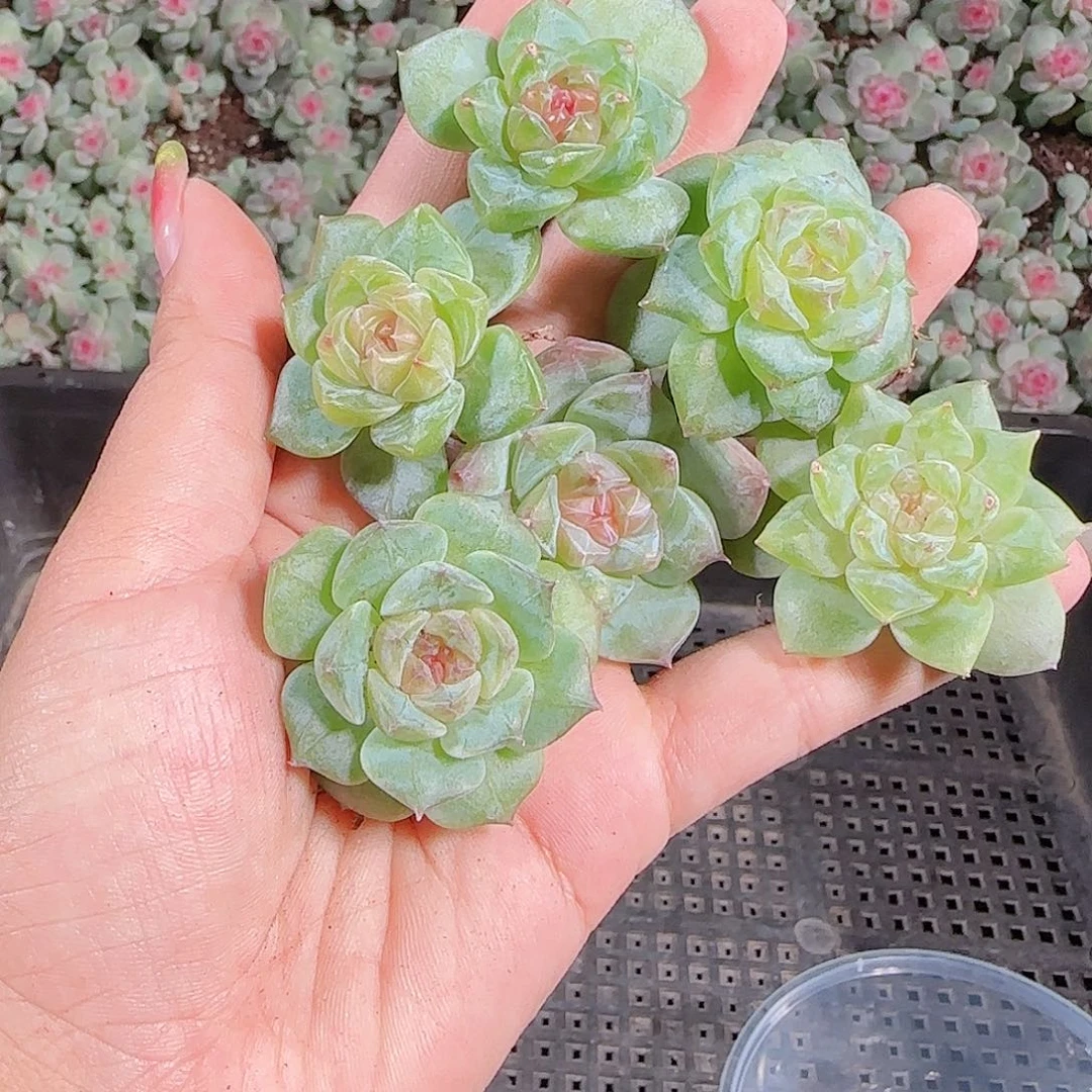 0922---161糖心珍妮