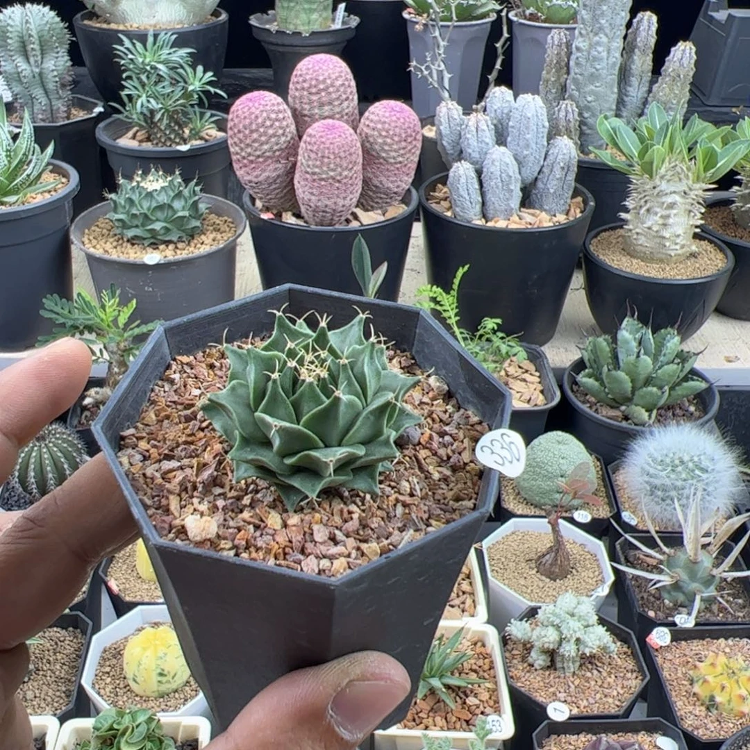 *****帝冠实生一物一拍默认脱土发