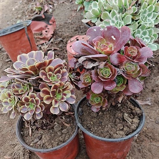 两颗法师加急发货29