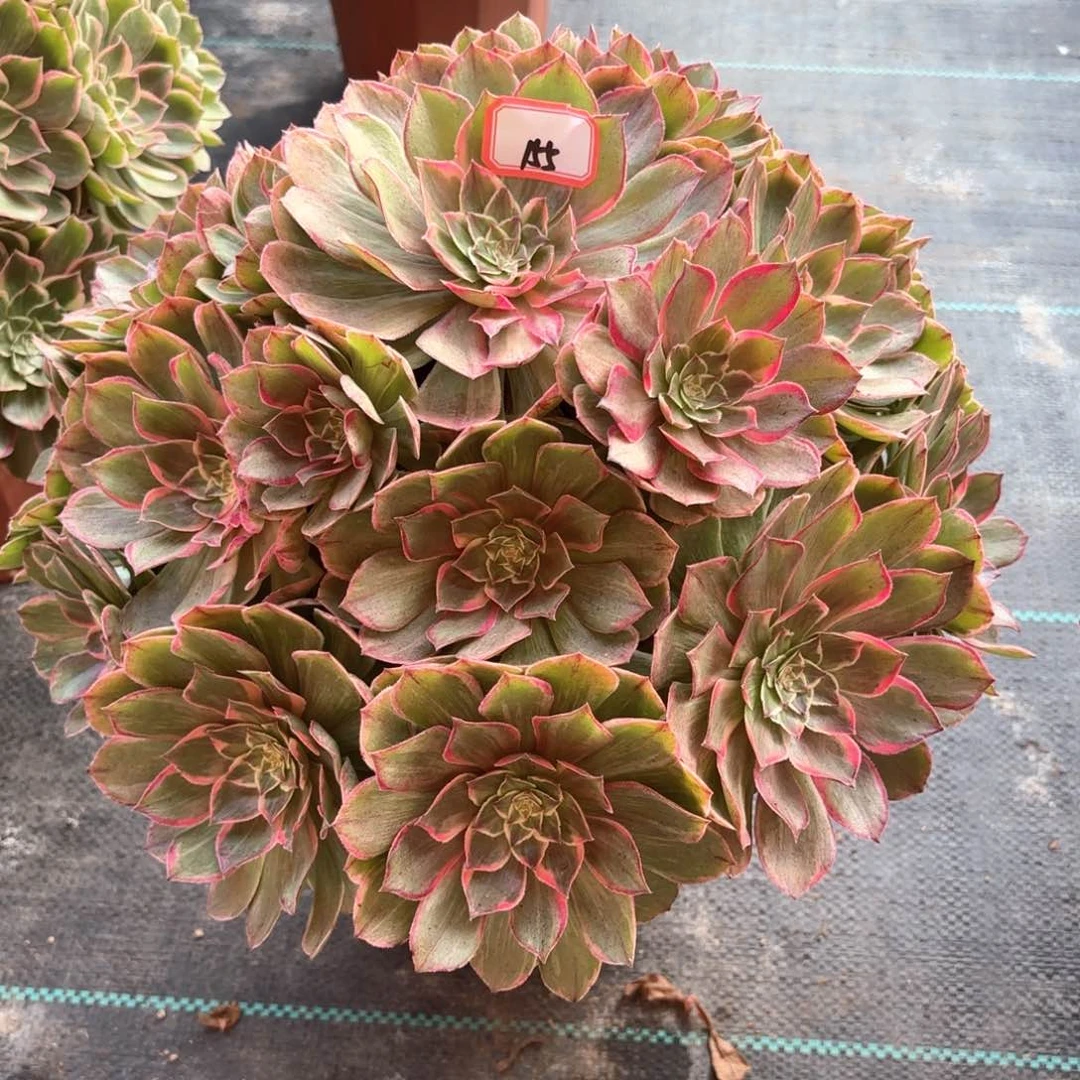 全部花朵155莲花座多肉植物