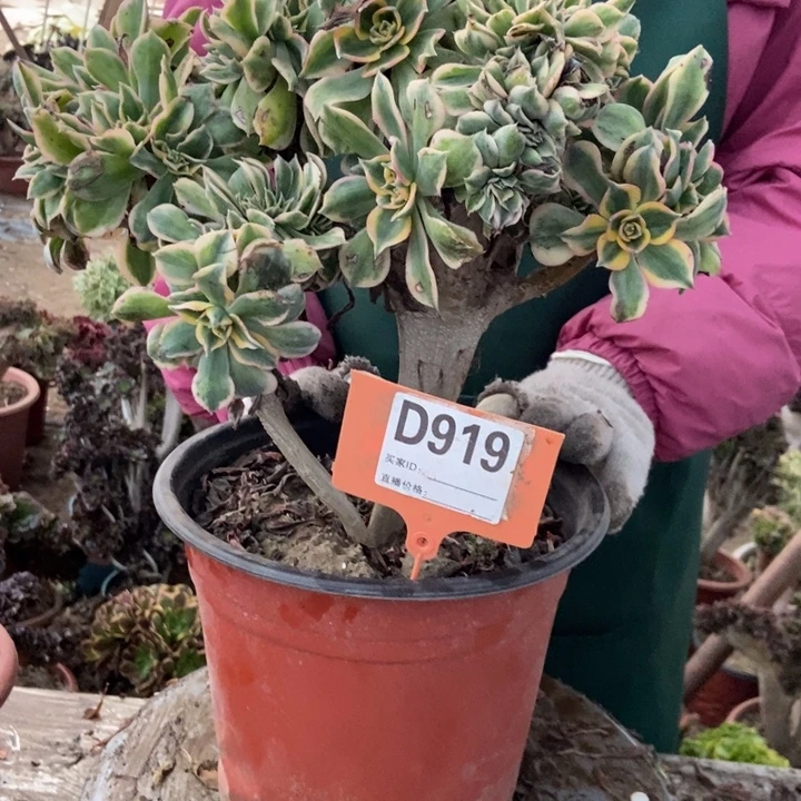 静****D919灿烂缀化老小区凑合