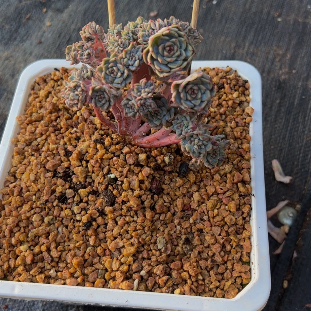 悄***学珍妮缀化天天开心