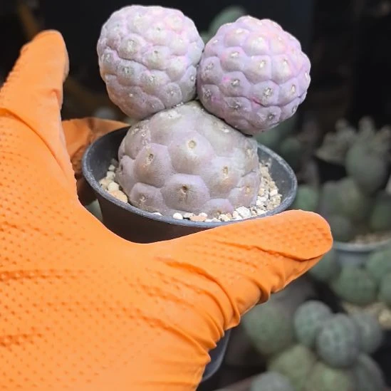 小****6习志野仙人球直播