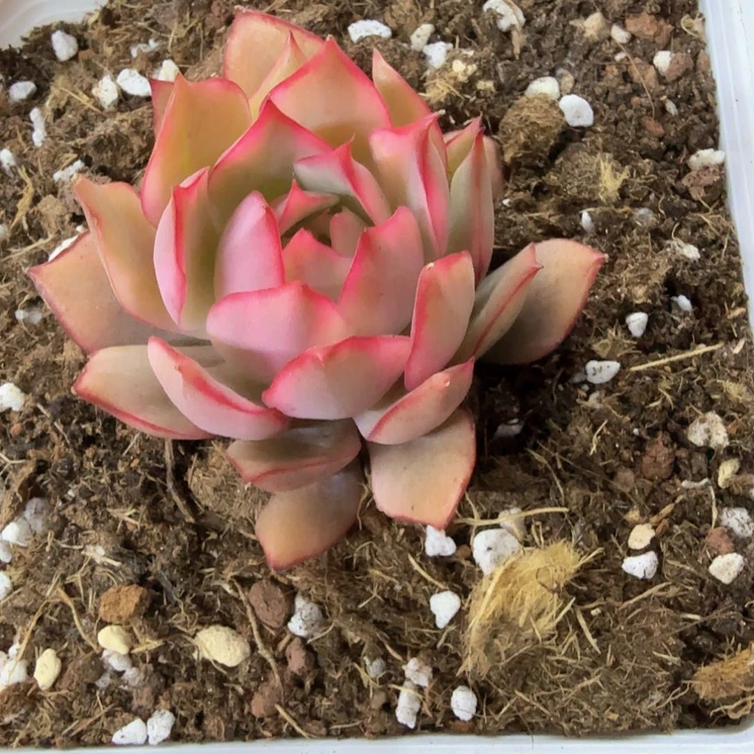 我****油红锦宝莲灯锦多肉