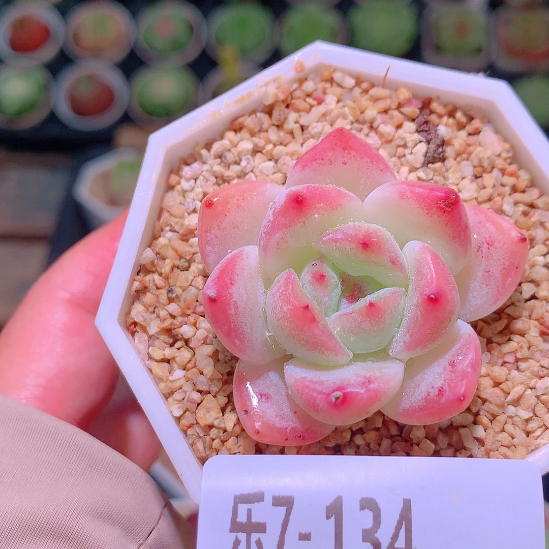 乐然7-134 新品单头