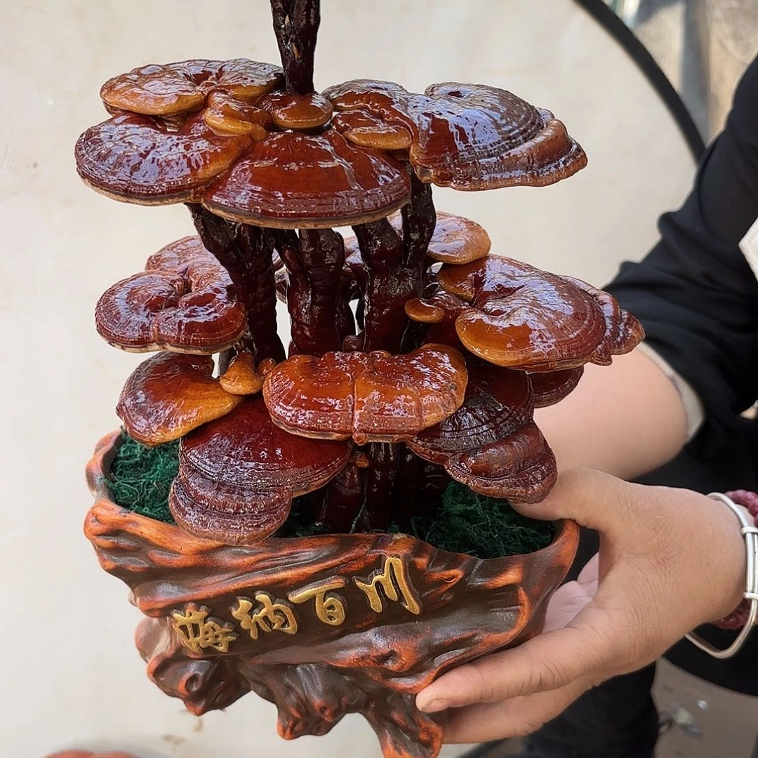 无花朵灵芝112345566