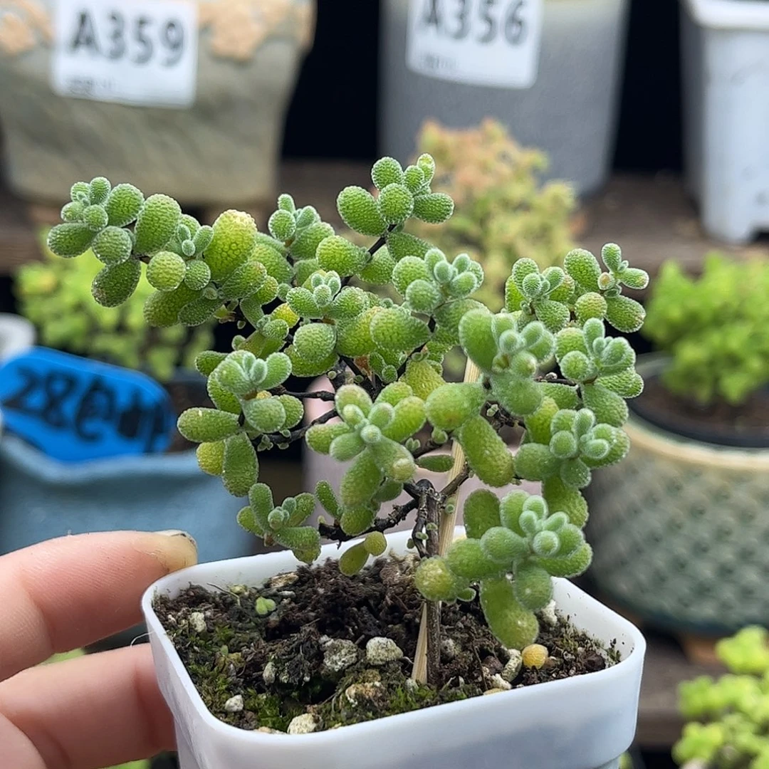 44翡翠优选枝干番杏