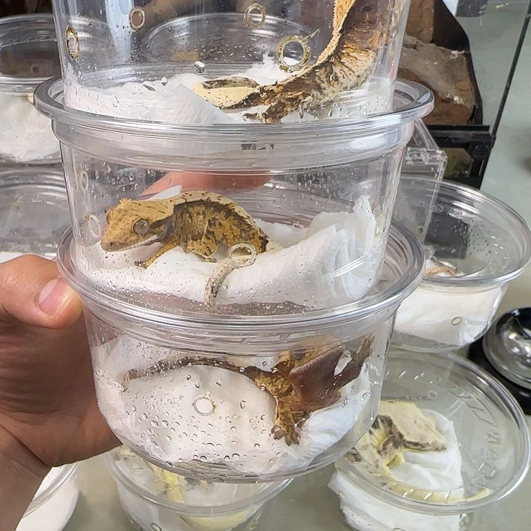 睫角守宫奶油超级三色三选一