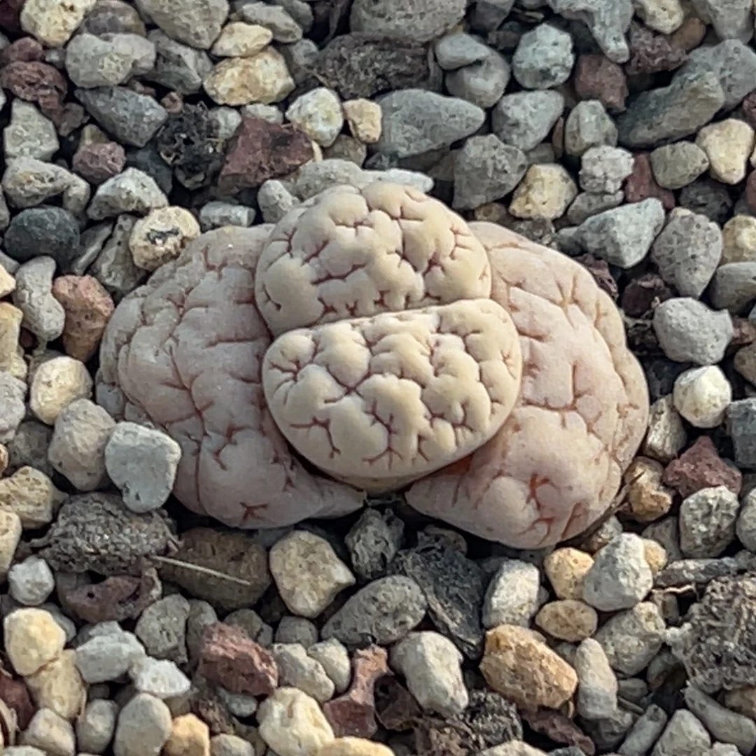 8041凹凸脑纹蛙哥189一颗