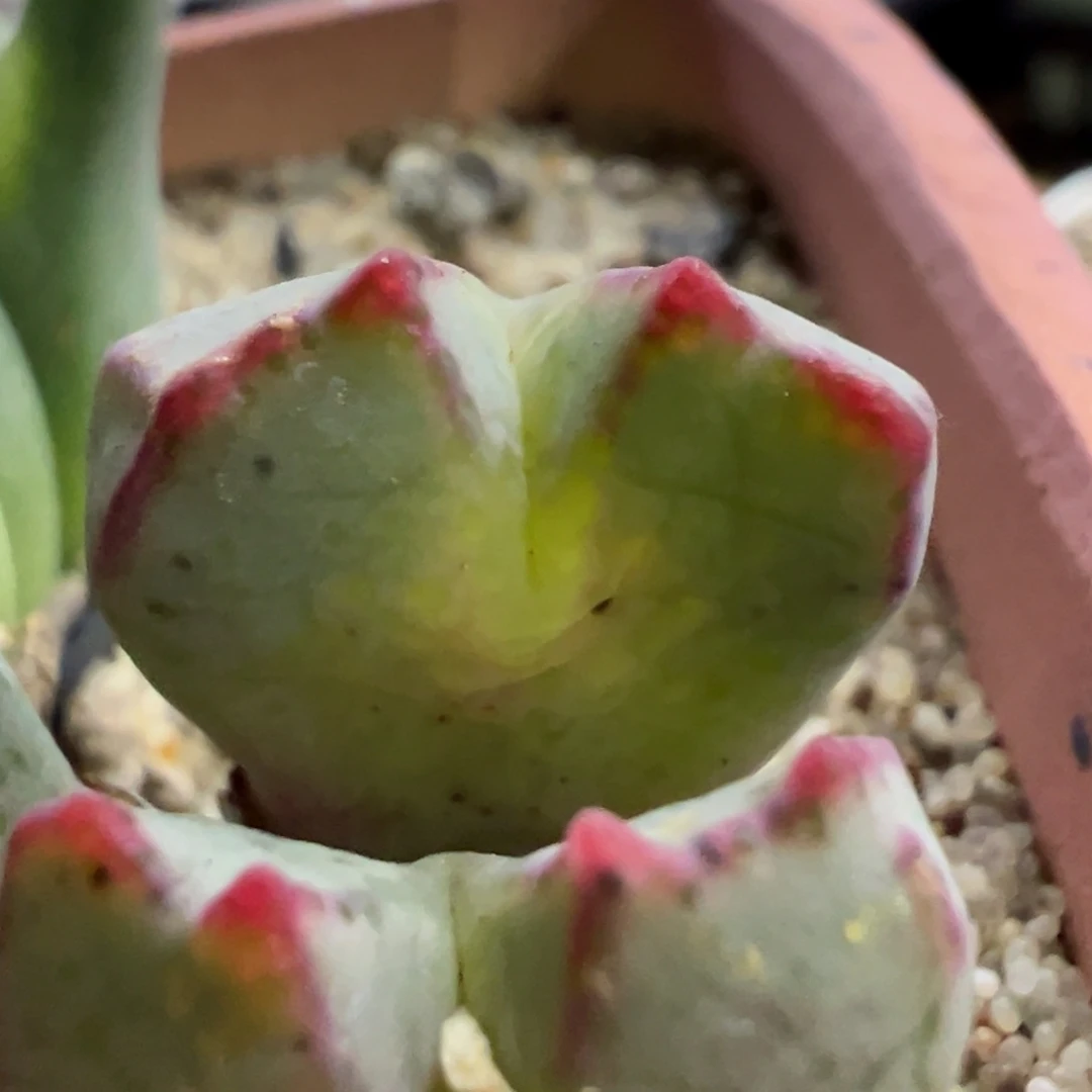 ?****?一头多肉多肉