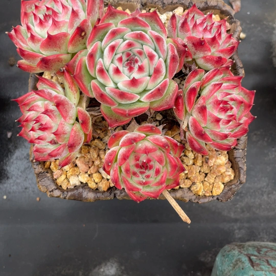 吉娃娃老桩群生木质化