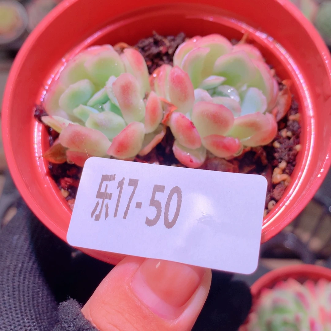 乐然17-50 冰梅双头