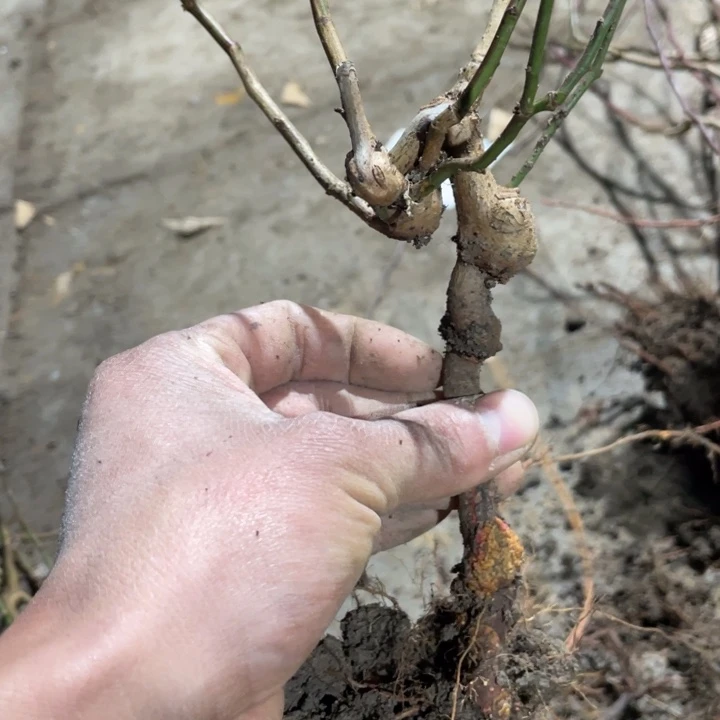 龙游梅梅花一颗苗