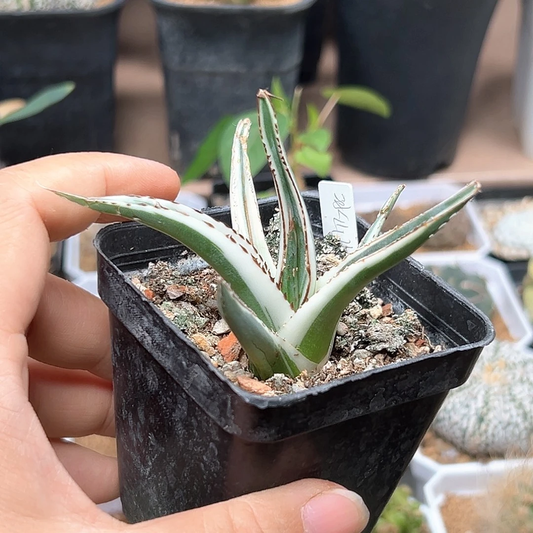 无花朵冰山老盆微瑕