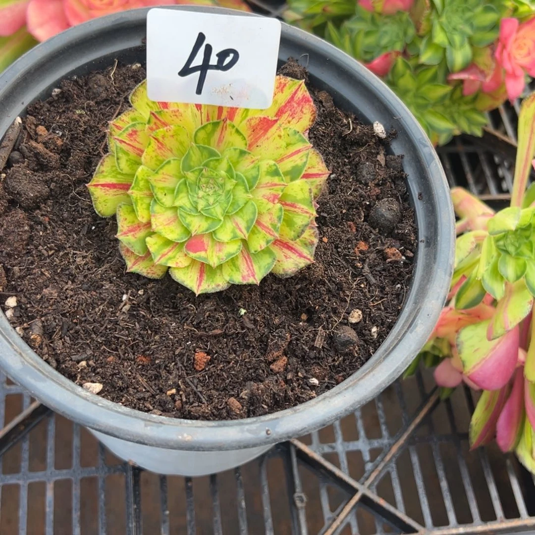 精品多肉植物040