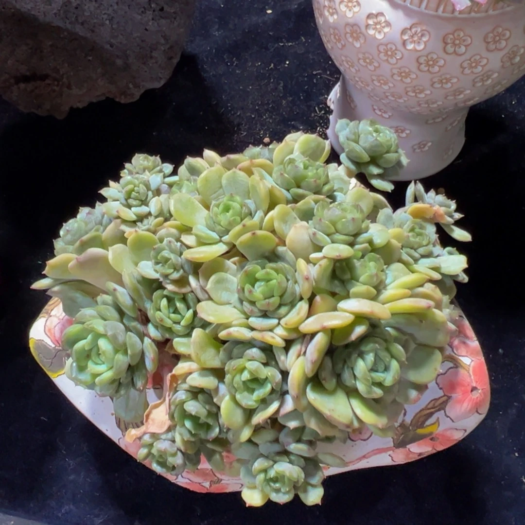 白恋25头天天开心