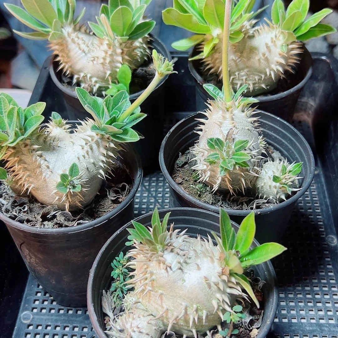 大惠比大黑7公分