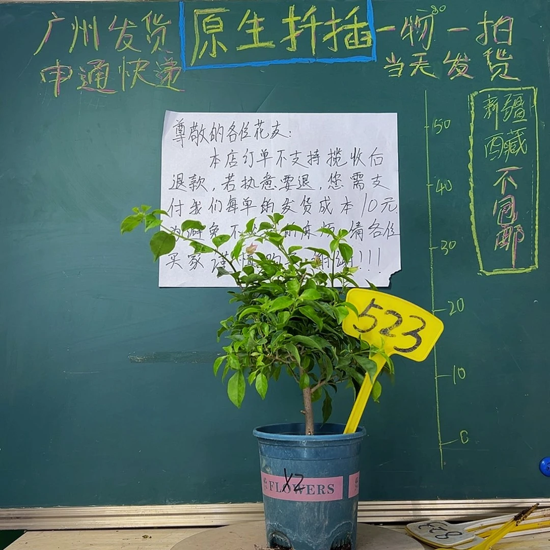 当前无花栽培后可以开花  福利  雪紫  523