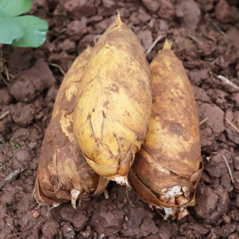 楠竹春笋贵州遵义高山煲汤现挖鲜脆嫩除老根山里美味饱满天然生长