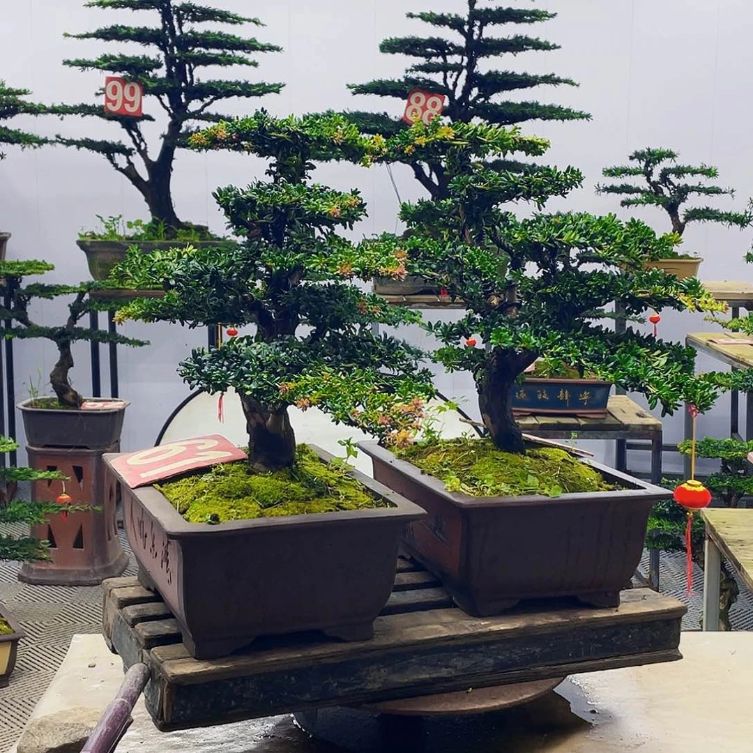 无花朵罗汉松红芽