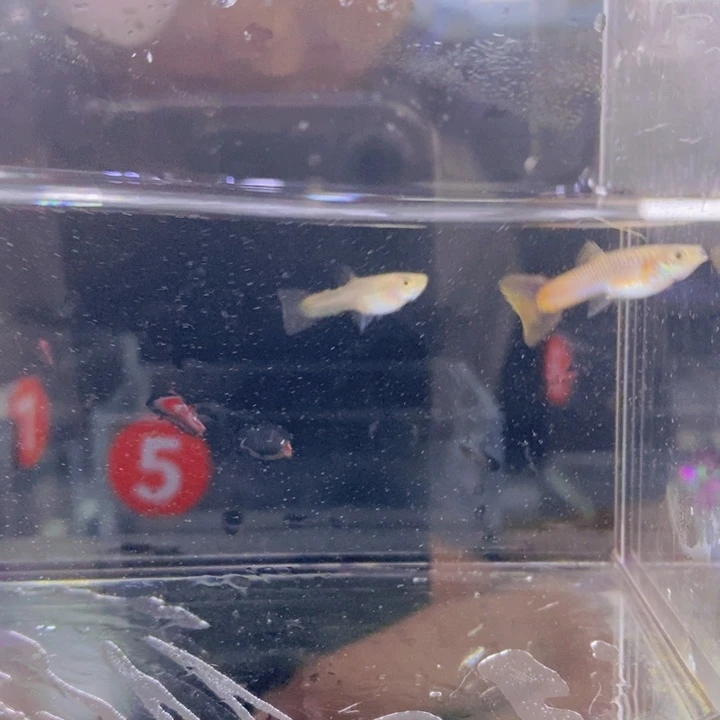 海水鱼孔雀鱼马金塔一对