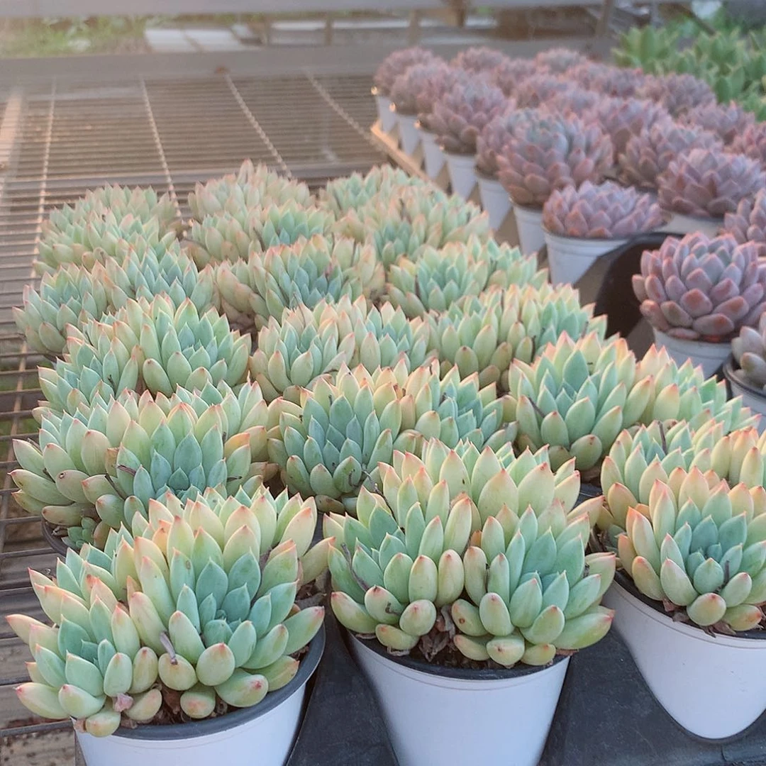 彩体哥特萝莉群888888888888888