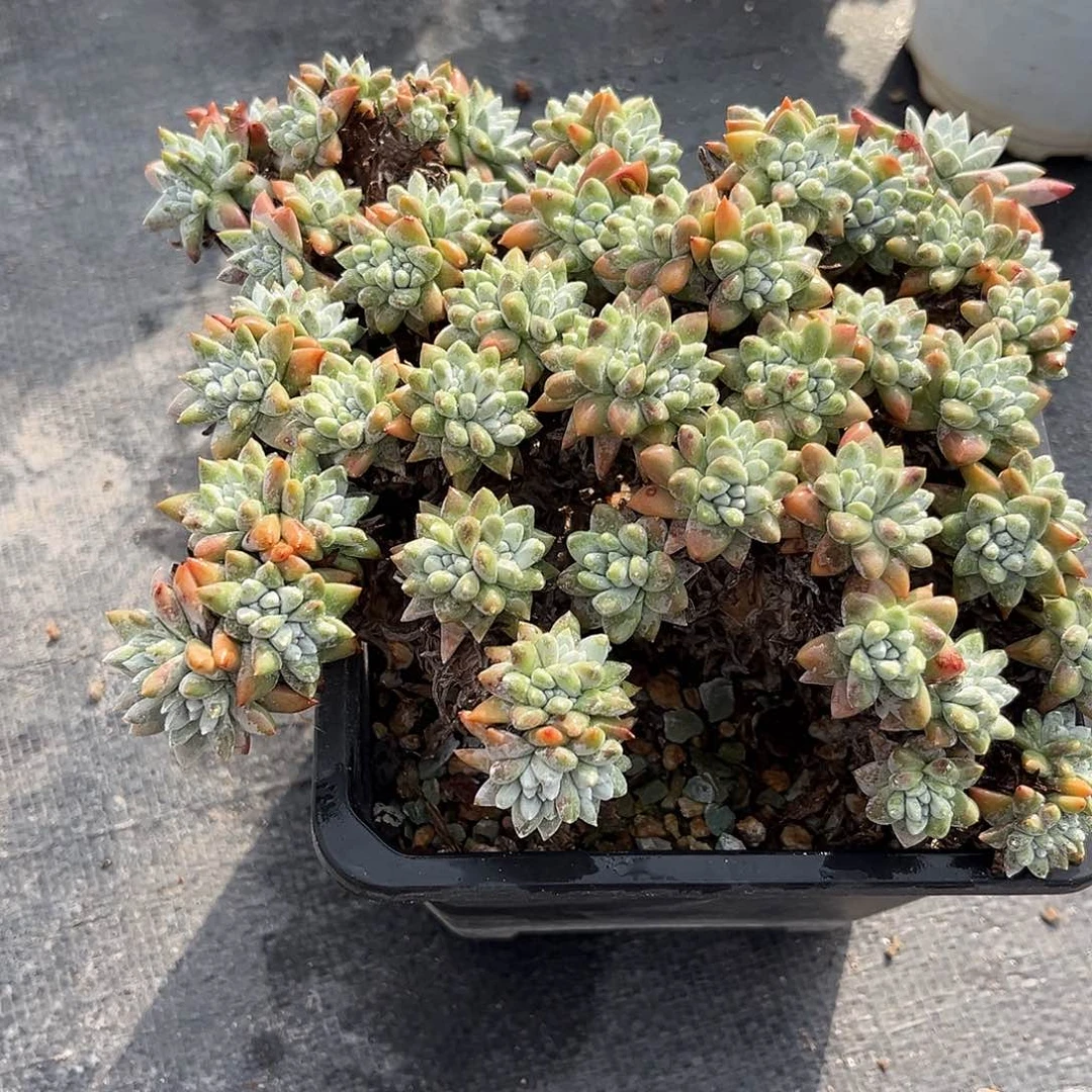 小鹿多肉一物一拍