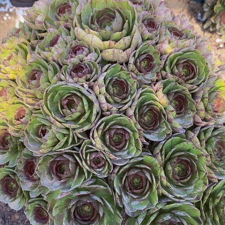 靓****尼万圣节黑拉丝一颗超大颗